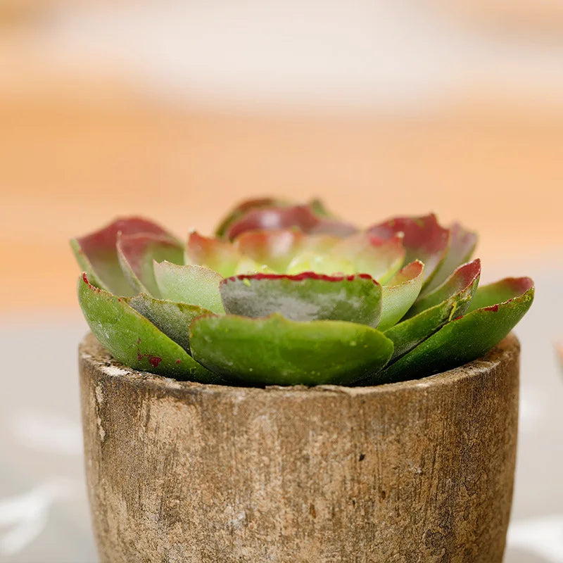 צמחים מיני סוקולנטים מפלסטיק צמחי בונסאי מלאכותיים צמחי כדור דקורטיביים  לעיצוב הבית הגינה והמשרד